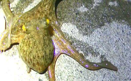 焼津港、石津浜での釣果